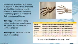 Speciation is associated with genetic
divergence of populations. Therefore,
we should be able to use genetic
differences and similarities among
present-day species to reconstruct
their evolutionary histories.
Homology – similarities among
various species that occur because
the species are derived from a
common ancestor.
Homologous – attributes that are
result of homology.
 