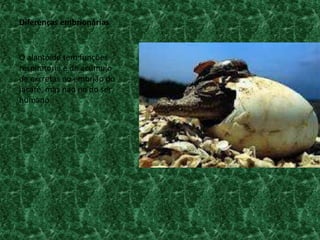 Diferenças embrionárias


O alantóide tem funções
respiratória e de acúmulo
de excretas no embrião do
jacaré, mas não no do ser
humano.
 