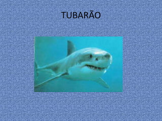 TUBARÃO
 