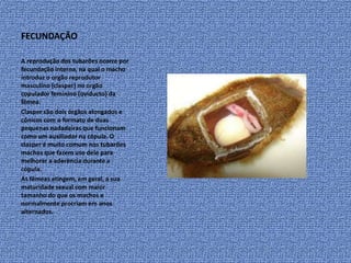 FECUNDAÇÃO

A reprodução dos tubarões ocorre por
fecundação interna, na qual o macho
introduz o orgão reprodutor
masculino (clasper) no orgão
copulador feminino (oviducto) da
fêmea.
Clasper são dois órgãos alongados e
cônicos com o formato de duas
pequenas nadadeiras que funcionam
como um auxiliador na cópula. O
clasper é muito comum nos tubarões
machos que fazem uso dele para
melhorar a aderência durante a
cópula.
As fêmeas atingem, em geral, a sua
maturidade sexual com maior
tamanho do que os machos e
normalmente procriam em anos
alternados.
 