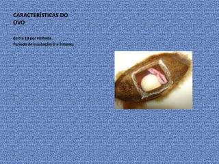 CARACTERÍSTICAS DO
OVO

de 8 a 10 por ninhada
Período de incubação: 8 a 9 meses
 