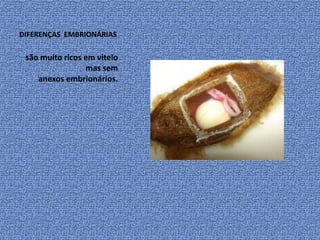 DIFERENÇAS EMBRIONÁRIAS

 são muito ricos em vitelo
                 mas sem
    anexos embrionários.
 