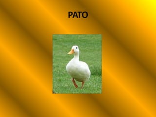 PATO
 