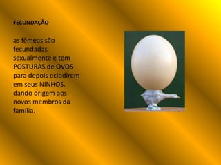 FECUNDAÇÃO

as fêmeas são
fecundadas
sexualmente e tem
POSTURAS de OVOS
para depois eclodirem
em seus NINHOS,
dando origem aos
novos membros da
família.
 