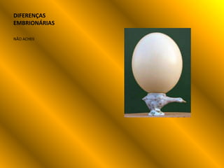 DIFERENÇAS
EMBRIONÁRIAS

NÃO ACHEII
 