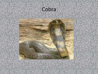 Cobra
 
