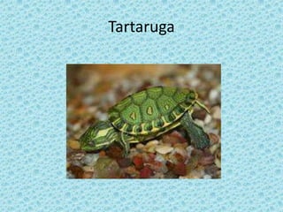 Tartaruga
 