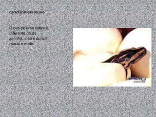 Características do ovo



O ovo de uma cobra é
diferente do da
galinha...não é duro,é
macio e mole.
 