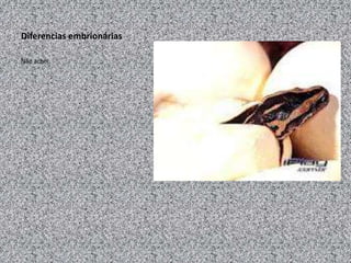 Diferencias embrionárias

Não achei.
 