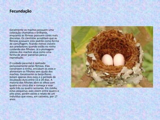 Fecundação



Geralmente os machos possuem uma
coloração chamativa e brilhante,
enquanto as fêmeas possuem cores mais
discretas. Os cientistas acreditam que as
fêmeas possuem este padrão como forma
de camuflagem, ficando menos visíveis
aos predadores quando estão no ninho
cuidando dos filhotes. Já a plumagem
vistosa dos machos atua como uma
forma de atrair parcerias para a
reprodução.
O cuidado parental é realizado
exclusivamente pelas fêmeas. Elas
constroem o ninho, encubam os ovos e
alimentam os filhotes sem ajuda dos
machos. Geralmente os beija-flores
botam apenas dois ovos e o período de
incubação dura entre 15 e 20 dias. A
maioria dos filhotes abre os olhos com
quatro ou cinco dias e começa a voar
após três ou quatro semanas. Em média,
estas pequenas aves vivem entre quatro e
oito anos, porém existe o relato de um
indivíduo que viveu, em cativeiro, por 17
anos.
 