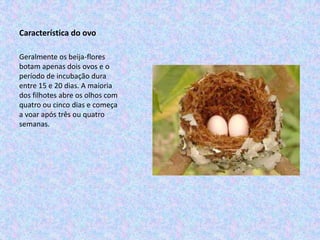 Característica do ovo

Geralmente os beija-flores
botam apenas dois ovos e o
período de incubação dura
entre 15 e 20 dias. A maioria
dos filhotes abre os olhos com
quatro ou cinco dias e começa
a voar após três ou quatro
semanas.
 