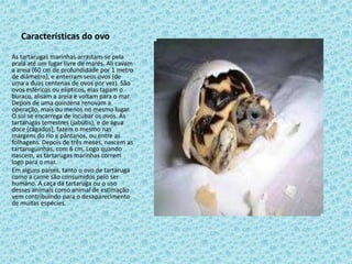 Características do ovo

As tartarugas marinhas arrastam-se pela
praia até um lugar livre de marés. Ali cavam
a areia (60 cm de profundidade por 1 metro
de diâmetro), e enterram seus ovos (de
uma a duas centenas de ovos por vez). São
ovos esféricos ou elípticos, elas tapam o
buraco, alisam a areia e voltam para o mar.
Depois de uma quinzena renovam a
operação, mais ou menos no mesmo lugar.
O sol se encarrega de incubar os ovos. As
tartarugas terrestres (jabutis), e de água
doce (cágados), fazem o mesmo nas
margens do rio e pântanos, ou entre as
folhagens. Depois de três meses, nascem as
tartaruguinhas, com 6 cm. Logo quando
nascem, as tartarugas marinhas correm
logo para o mar.
Em alguns países, tanto o ovo de tartaruga
como a carne são consumidos pelo ser
humano. A caça da tartaruga ou o uso
desses animais como animal de estimação
vem contribuindo para o desaparecimento
de muitas espécies.
 