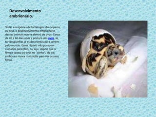 Desenvolvimento
   embrionário.

Todas as espécies de tartarugas são ovíparas,
ou seja, o desenvolvimento embrionário
desses animais ocorre dentro de ovos. Cerca
de 40 a 60 dias após a postura dos ovos, as
tartaruguinhas já estão prontas para saírem
pelo mundo. Esses répteis não possuem
cuidados parentais, ou seja, depois que a
fêmea coloca os ovos no “ninho”, ela vai
embora e nunca mais volta para ver os seus
filhos.
 