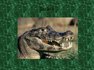 Jacaré
 