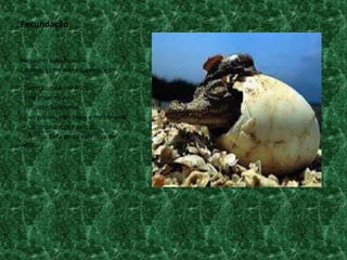 Fecundação


Inovações evolutivas:
- Pulmões com maior superfície de
troca.
- Excreção de ácido úrico.
- Pele impermeável.
- Fecundação interna.
- Ovo grande, com casca e membranas:
-> Curió: proteção mecânica
-> Âmnio: Evita perda excessiva de
água.
 