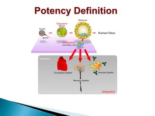 Diseases Due to Mitosis and Cell Division | PDF