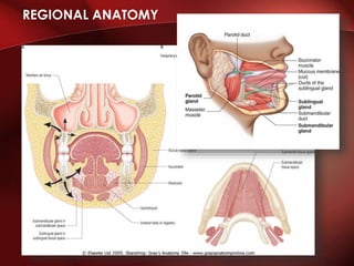 REGIONAL ANATOMY
 