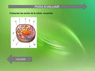 PARA EVALUAR
Colóquele las partes de la célula eucariota
VOLVER
 