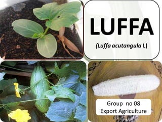 LUFFA 
(Luffa acutangula L) 
Group no 08 
Export Agriculture 
 