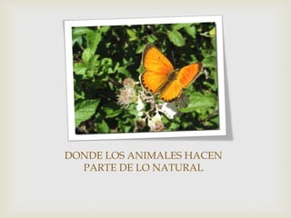 DONDE LOS ANIMALES HACEN
  PARTE DE LO NATURAL
 