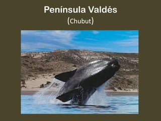 Península Valdés
(Chubut)