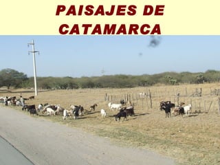 PAISAJES DE CATAMARCA 