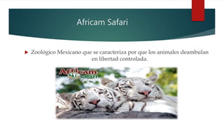 Africam Safari
 Zoológico Mexicano que se caracteriza por que los animales deambulan
en libertad controlada.
 