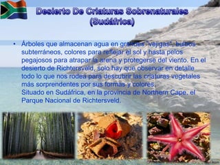 • Árboles que almacenan agua en grandes "vejigas", bulbos
subterráneos, colores para reflejar el sol y hasta pelos
pegajosos para atrapar la arena y protegerse del viento. En el
desierto de Richtersveld, solo hay que observar en detalle
todo lo que nos rodea para descubrir las criaturas vegetales
más sorprendentes por sus formas y colores.
Situado en Sudáfrica, en la provincia de Northern Cape, el
Parque Nacional de Richtersveld.

 