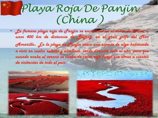 Playa Roja De Panjin
(China )
• La famosa playa roja de Panjin se encuentra en el norte de China, a
unos 400 km de distancia de Beijing, en el gran golfo del Mar
Amarillo. En la playa de Panjin crece una especie de alga habituada
a vivir en suelos salinos y alcalinos, verde durante todo el año, pero que
cuando acaba el verano se vuelve de color rojo fuego que atrae a cientos
de visitantes de todo el país.

 