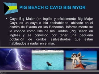 PIG BEACH O CAYO BIG MYOR
• Cayo Big Major (en inglés y oficialmente Big Major
Cay), es un cayo o isla deshabitado, ubicado en el
distrito de Exuma en las Bahamas. Informalmente se
le conoce como Isla de los Cerdos (Pig Beach en
inglés) y es conocido por tener una pequeña
población de cerdos asilvestrados que están
habituados a nadar en el mar.
 