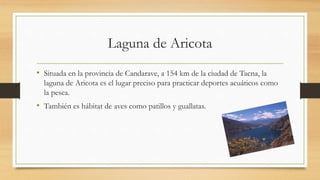 Laguna de Aricota
• Situada en la provincia de Candarave, a 154 km de la ciudad de Tacna, la
laguna de Aricota es el lugar preciso para practicar deportes acuáticos como
la pesca.
• También es hábitat de aves como patillos y guallatas.
 