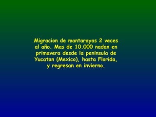 Migracion de mantarayas 2 veces
al año. Mas de 10.000 nadan en
primavera desde la peninsula de
Yucatan (Mexico), hasta Florida,
     y regresan en invierno.
 