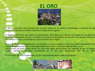 EL ORO


El Oro es una tierra de contrastes que promete playas en un extenso archipiélago y remansos de agu
dulce. Un viaje para no olvidar, además es cálida como su gente.

El Altiplano de El Oro aún espera ser descubierto. Allí todavía se muestran las huellas de una tierra qu
vivió de la explotación minera y se hallan los misteriosos petroglifos. Al este de El Oro aparece Zaruma u
Patrimonio Cultural, convertido en un gran mirador de la región.

Es una de las más privilegiadas por sus atractivos turísticos y lugares de interés, la gran variedad de clima
y zonas geográficas permite la heterogeneidad de su terreno y la diversidad de flora y fauna
Los piqueros de patas azules tienen las colas más largas que las otras dos especies, la cola les ayuda
realizar rápidas e increíbles inmersiones en el mar para alimentarse cera de las orillas

En los meses de Julio a Septiembre, se da el avistamiento de las ballenas jorobadas.
 