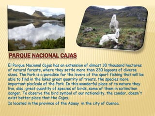 El Parque Nacional Cajas has an extension of almost 30 thousand hectares
of natural forests, where they settle more than 230 lagoons of diverse
sizes. The Park is a paradise for the lovers of the sport fishing that will be
able to find in the lakes great quantity of trouts, the species more
important piscícola of the Park. In this wonderful place of to nature they
live, also, great quantity of species of birds, some of them in extinction
danger. To observe the bird symbol of our nationality, the condor, doesn't
exist better place that the Cajas.
Is located in the province of the Azuay in the city of Cuenca.
 