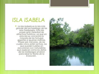 ISLA ISABELA
La Isla Isabela es la isla más
grande del archipiélago de las
Islas Galápagos. Esta isla
posee gran variedad de
atractivos turísticos, ya que en
esta isla se concentra la
mayoría de las tortugas
gigantes e iguanas marinas.
Posee seis volcanes, de los
cuales cinco están activos, los
que pueden subirse en
excursiones con naturalistas
que explican cómo los datos
de las Galápagos sirvieron
para idear la Teoría de la
Evolución. 



 