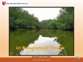 Manglares de Tumbes
VANESSA ANGELES APONTE * PSICOLOGIA 20
 