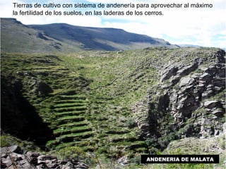 Tierras de cultivo con sistema de andenería para aprovechar al máximo 
la fertilidad de los suelos, en las laderas de los cerros. 
ANDENERIA DE MALATA 
 