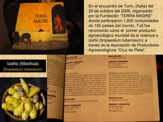 En el encuentro de Turín, (Italia) del 
26 de octubre del 2006, organizado 
por la Fundación “TERRA MADRE” 
donde participaron 1,600 comunidades 
de 150 países del mundo, Tuti fue 
reconocido como el primer productor 
agroecológico mundial de la mashua o 
izaño (tropaeolum tuberosum), a 
través de la Asociación de Productores 
Agroecológicos “Cruz de Plata”. 
Izaño (Mashua) 
(tropaeolum tuberosum) 
 