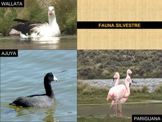 WALLATA 
PARIGUANA 
FAUNA SILVESTRE 
WALLATA 
AJUYA 
PARIGUANA 
 