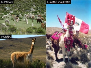 ALPACAS LLAMAS VIAJERAS 
VICUÑA 
 
