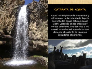 CATARATA DE AQENTA 
Ahora nos sorprende la brisa suave y 
refrescante de la catarata de Aqenta 
que bebe las aguas del majestuoso 
Mismi, vertiéndo en las praderas y 
verdes bofedales, que dan vida a los 
camélidos sudamericanos de los que 
depende el sustento de nuestros 
pobladores altoandinos. 
 