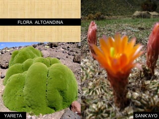 FLORA ALTOANDINA 
YARETA 
SANK’AYO 
 