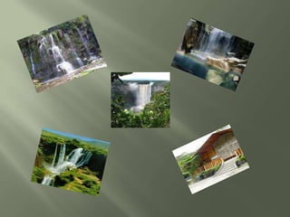 Tortugas Gigantes Tortugas terrestres más grandes del planeta, especie originaria de las islas galápagos.