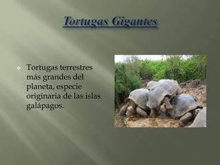 Lugares TuríSticos Del Ecuador