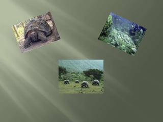 Lugares TuríSticos Del Ecuador