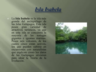 Isla IsabelaLa Isla Isabela es la isla más grande del archipiélago de las Islas Galápagos. Esta isla posee gran variedad de atractivos turísticos, ya que en esta isla se concentra la mayoría de las tortugas gigantes e iguanas marinas. Posee seis volcanes, de los cuales cinco están activos, los que pueden subirse en excursiones con naturalistas que explican cómo los datos de las Galápagos sirvieron para idear la Teoría de la Evolución.