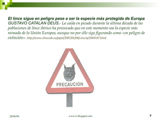 El lince sigue en peligro pese a ser la especie más protegida de Europa  GUSTAVO CATALAN DEUS .- La caída en picado durante la última década de las poblaciones de lince ibérico ha provocado que en este momento sea la especie más mimada de la Unión Europea, aunque no por ello siga figurando como «en peligro de extinción».  http://www.elmundo.es/papel/2007/01/08/ciencia/2069187.html   