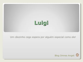 Luigi Um cãozinho cego espera por alguém especial como ele! Blog Omnes Angeli 