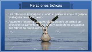 Relaciones troficas
● Las relaciones troficas son cuando el pajaro se come al gusano
y el aguila devora al pajaro
● Autotrofo y heterotrofo:heterotrofo es cuando un animal por
ej:un leon se alimenta de una zebra y autotrofo es una planta
que fabrica su propio alimento.
 