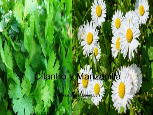 cilantro y manzanilla